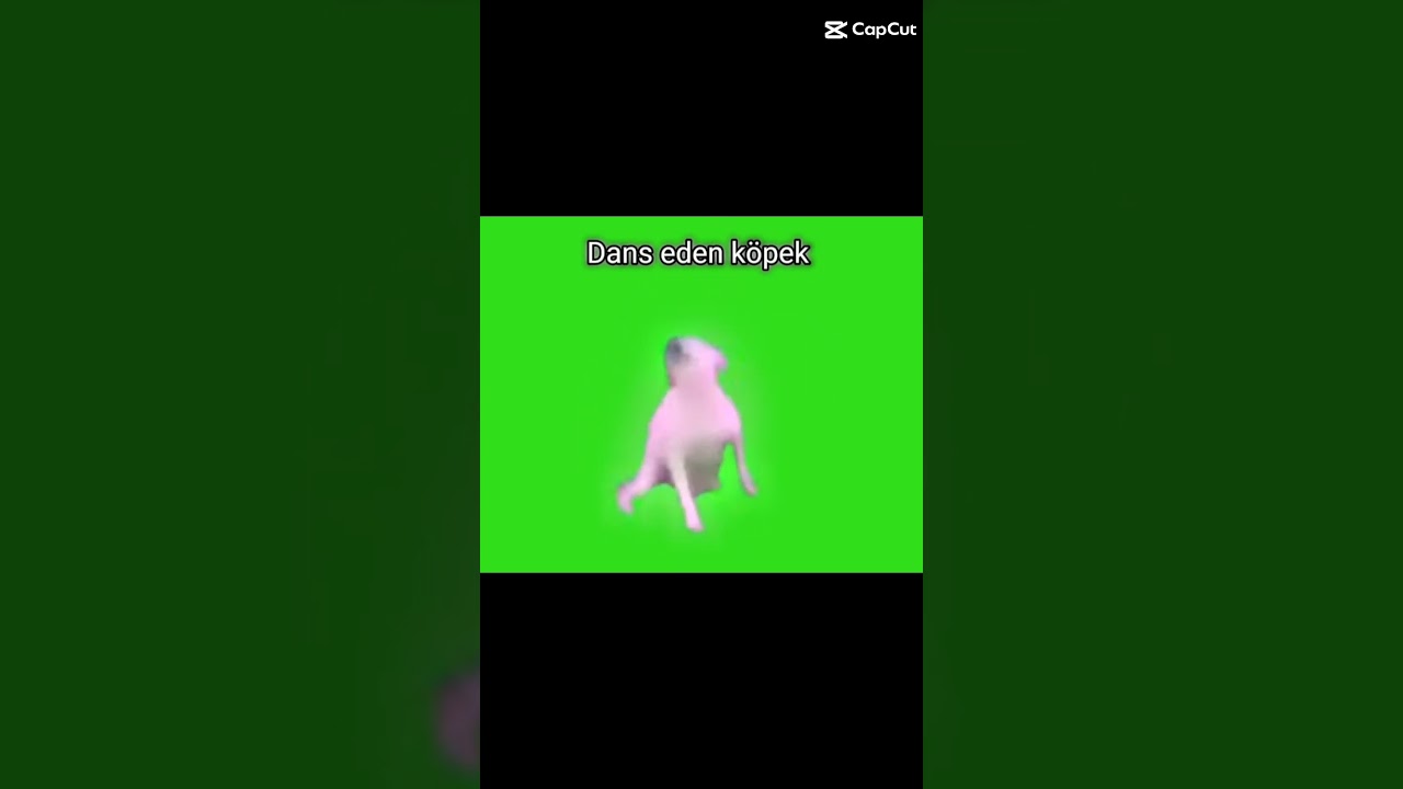 Dans eden k&ouml;pek 😂🐶 #edit #memes #funny