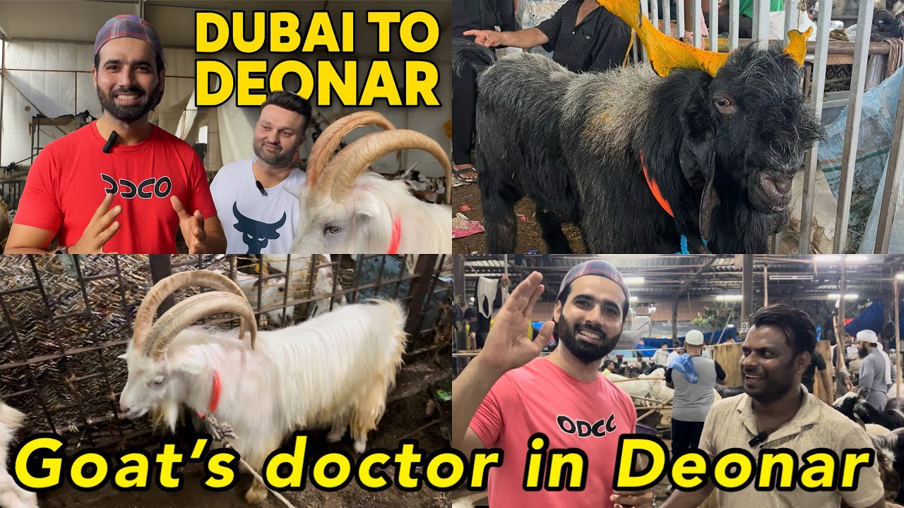 Dubai to Deonar bakra mandi 2025 😍 | Goat ke doctor ka number  🤲 Shezaan Shaikh