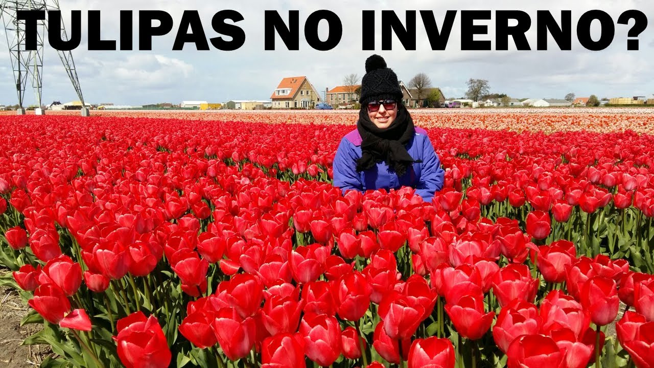 Como chegar até o parque das TULIPAS. [ Informações de Keukenhof ]  Tulipas no inverno da Holanda.