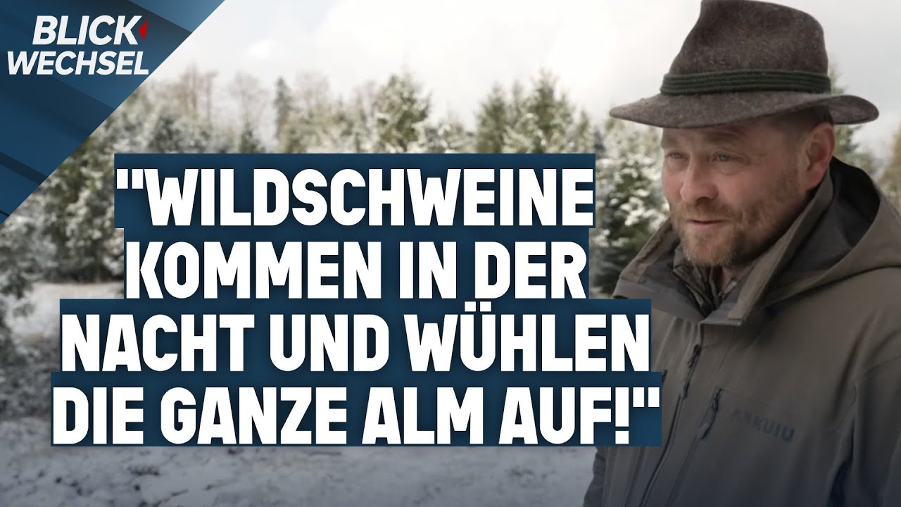 Wildschweine w&uuml;ten in Salzburg: Bauern warnen vor Sch&auml;den | BLICKWECHSEL
