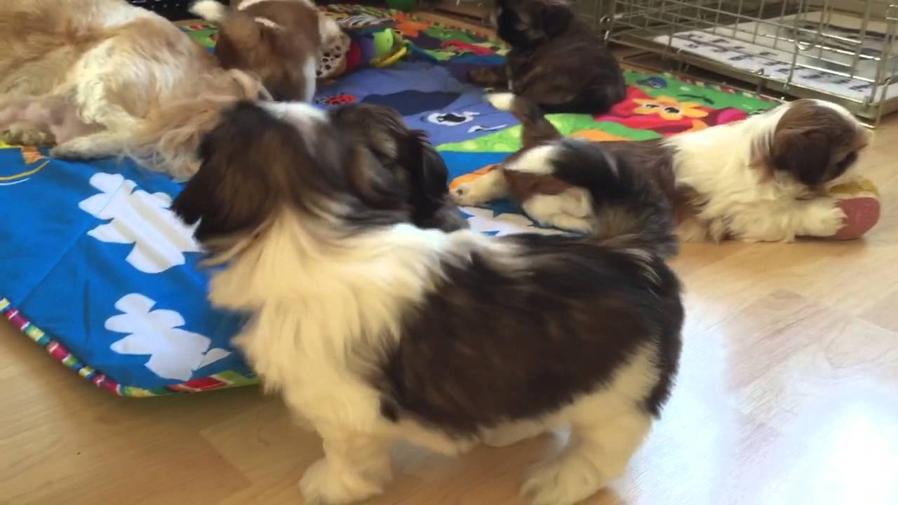 6 week old Shih Tzu puppies playing