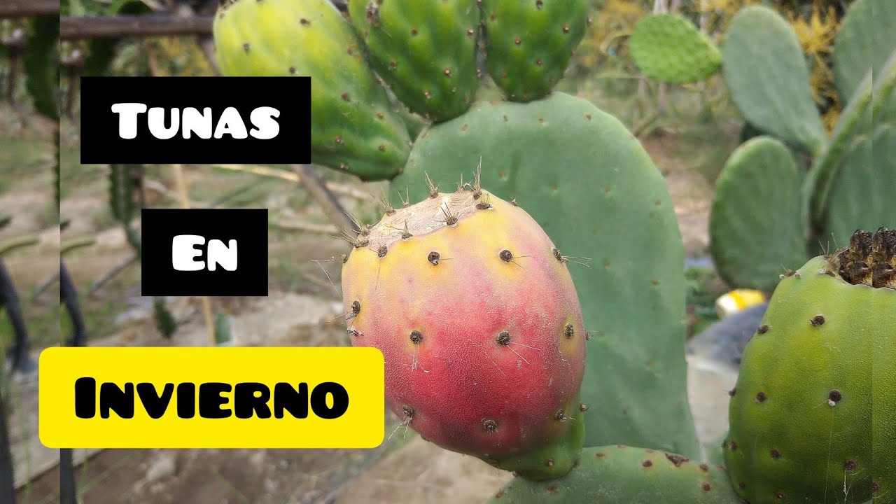 produciendo tunas fuera de temporada🌵 / producción de tunas en invierno, ensayo.