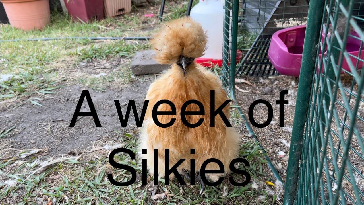 A week of following the silkies around the garden 