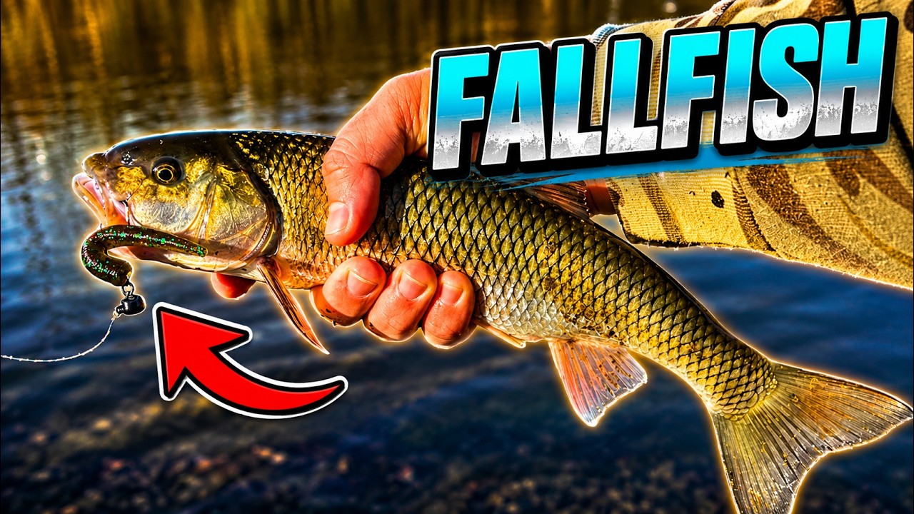 No Winter Smallmouth? Fallfish to the Rescue | PA Creek Fishing