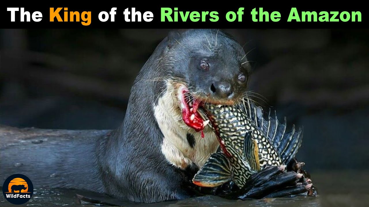 Giant Otter - One of the Most Dangerous Animals in the Amazon