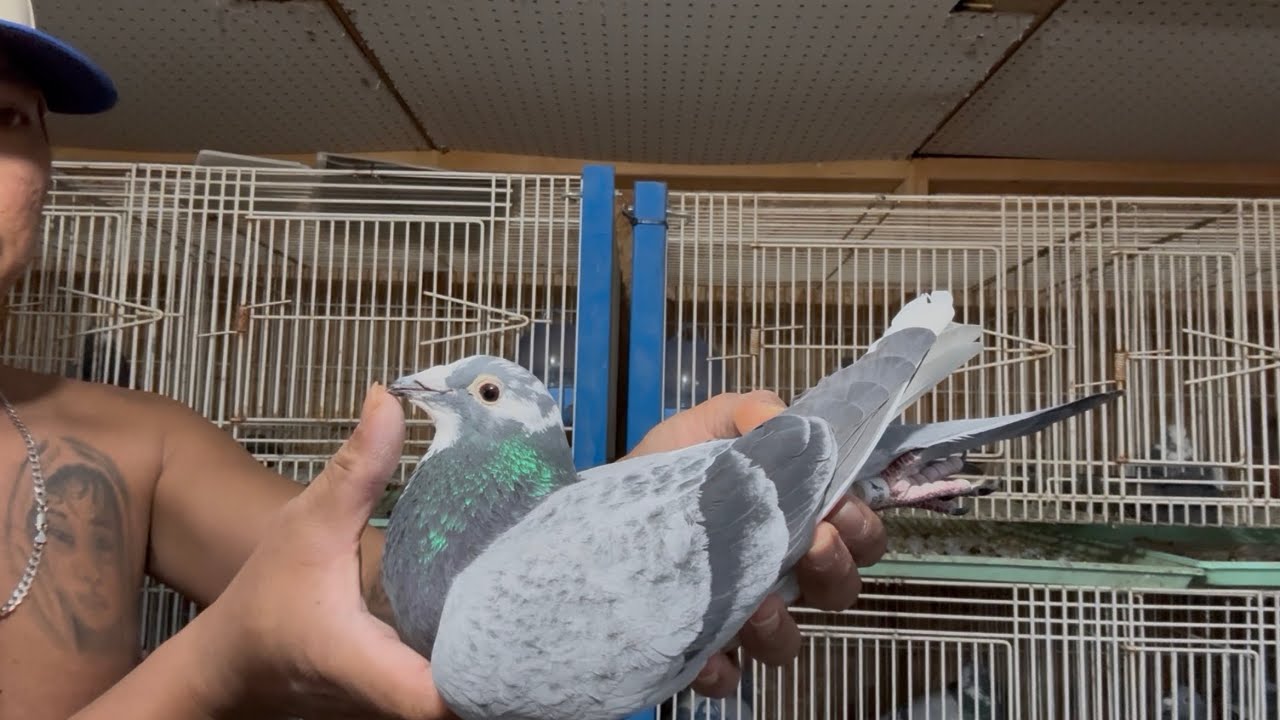 Update sa mga Breeder’s Natin Barako sa Capistrano 