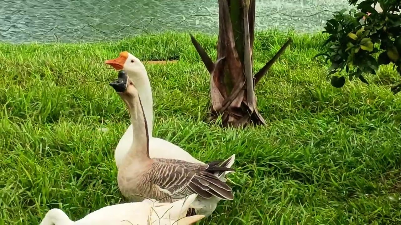 Os gansos não  estão querendo aceitar a gansinha 