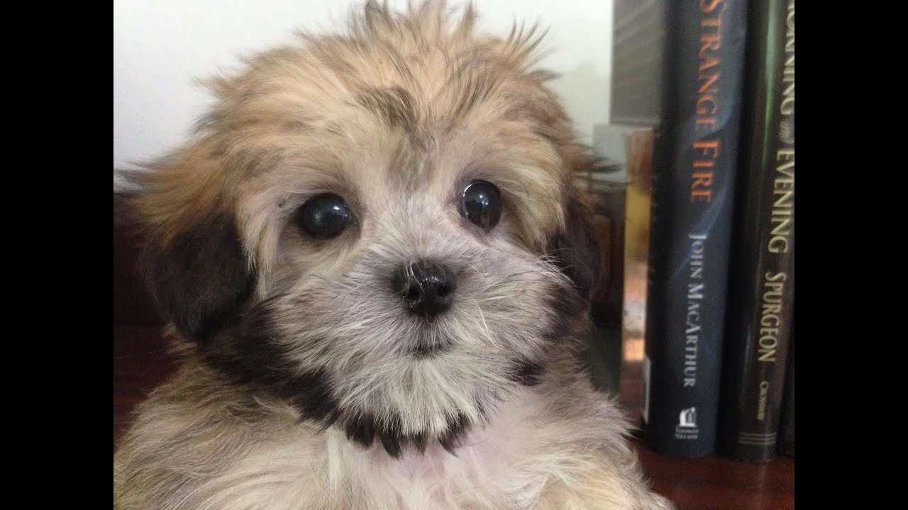 Training Mal Shi Pups Michelines pups