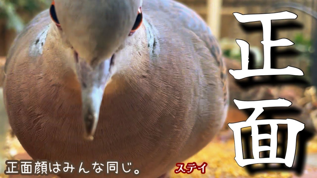 今日の小庭総集編(鳩数４羽)260317
