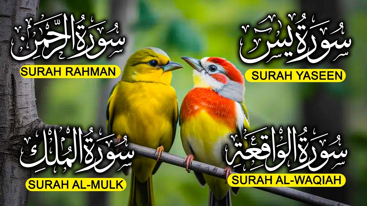 Surah Yaseen ❤ Surah Rahman ❤ Surah Al Waqia ❤ Surah Al mulk Soothing Quran recitation | EP012
