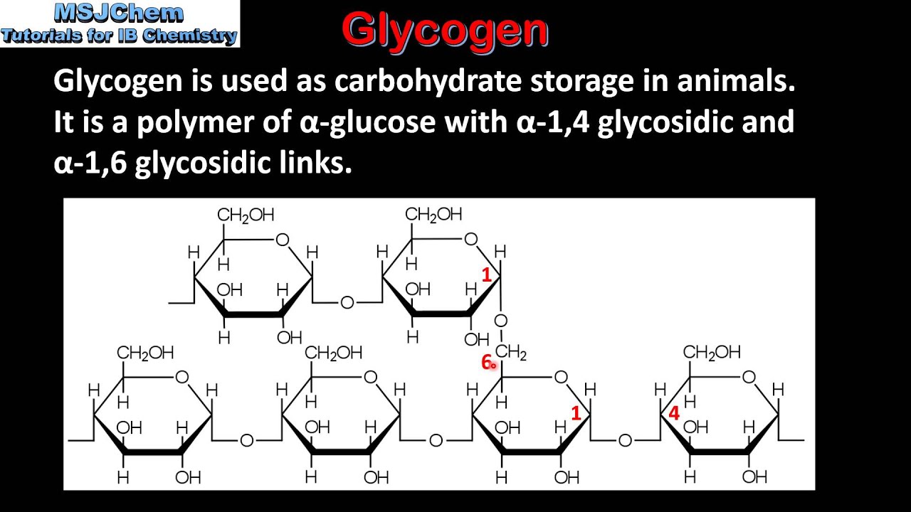 B.10 Starch, glycogen and cellulose (HL)