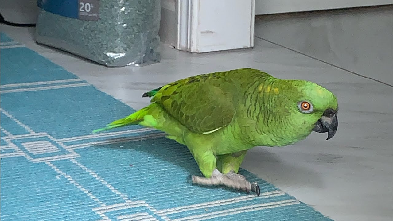 Veterinario para loros/ como enseñarle a hablar a un loro