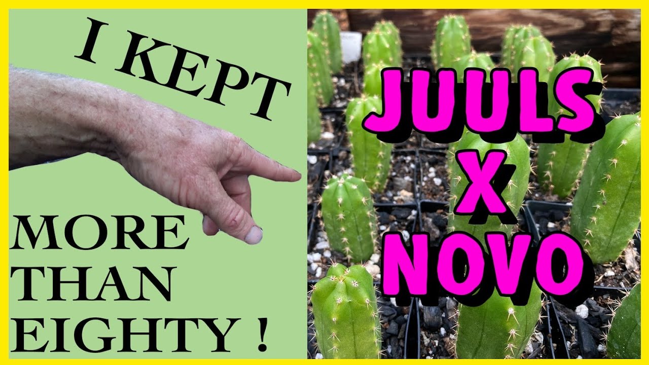 🌵Potting up San Pedro Cactus Seedlings🌵, Controversy on Naming Cactus , Anderson Pots, Juul's x Novo