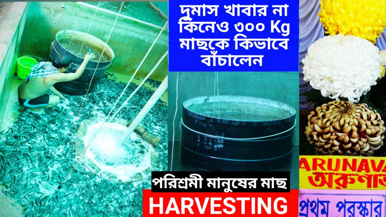 একজন ভদ্র মার্জিত স্বভাবের মাছ চাষির মাছ হারভেস্টিং // Biofloc Fish Harvesting