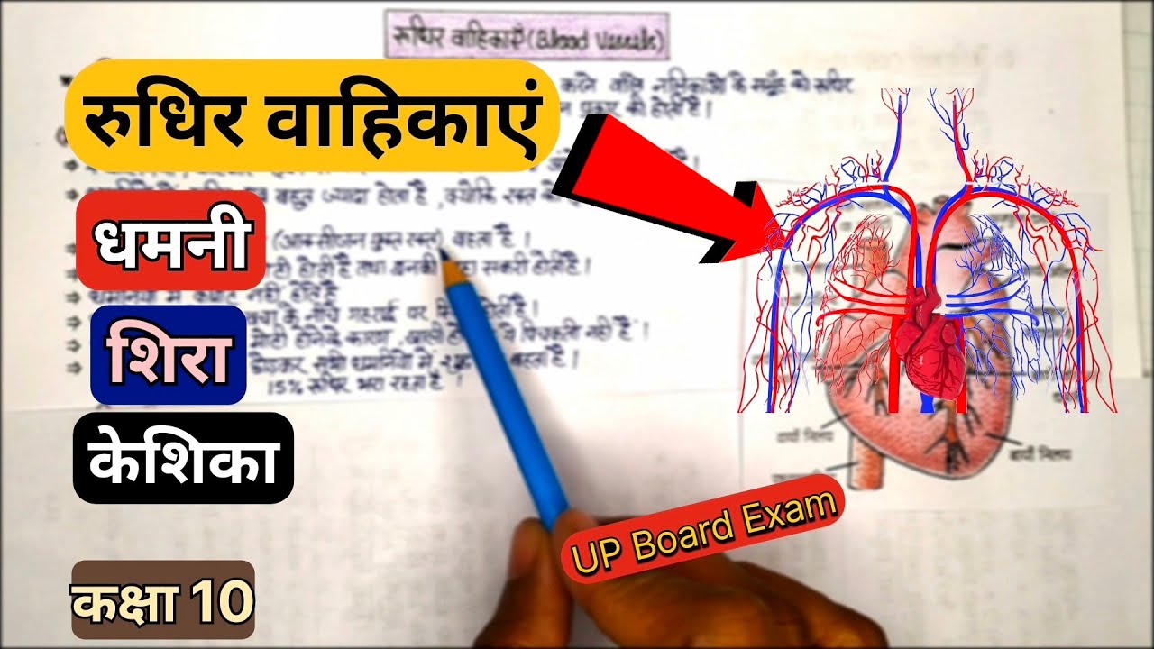 रुधिर वाहिकाएं  | Rudhir vahikayen | Blood vessels in Hindi 