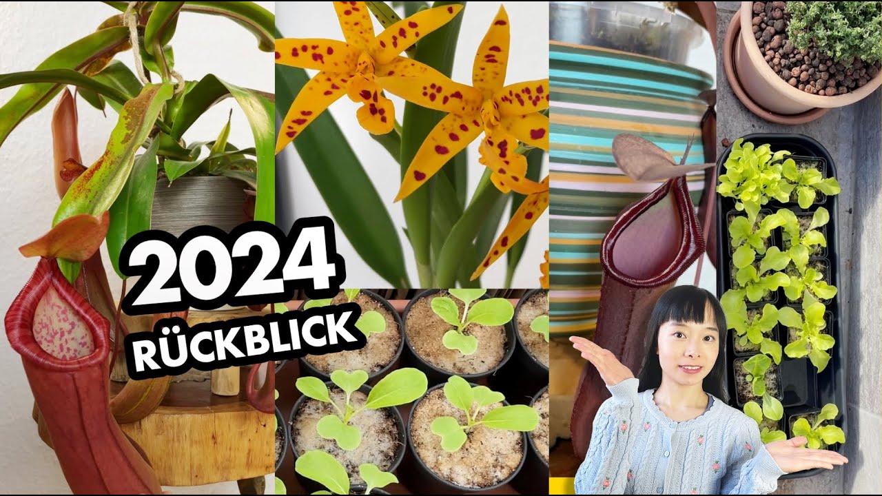Jahresrückblick 2024 Part 1| mein Ökosystem