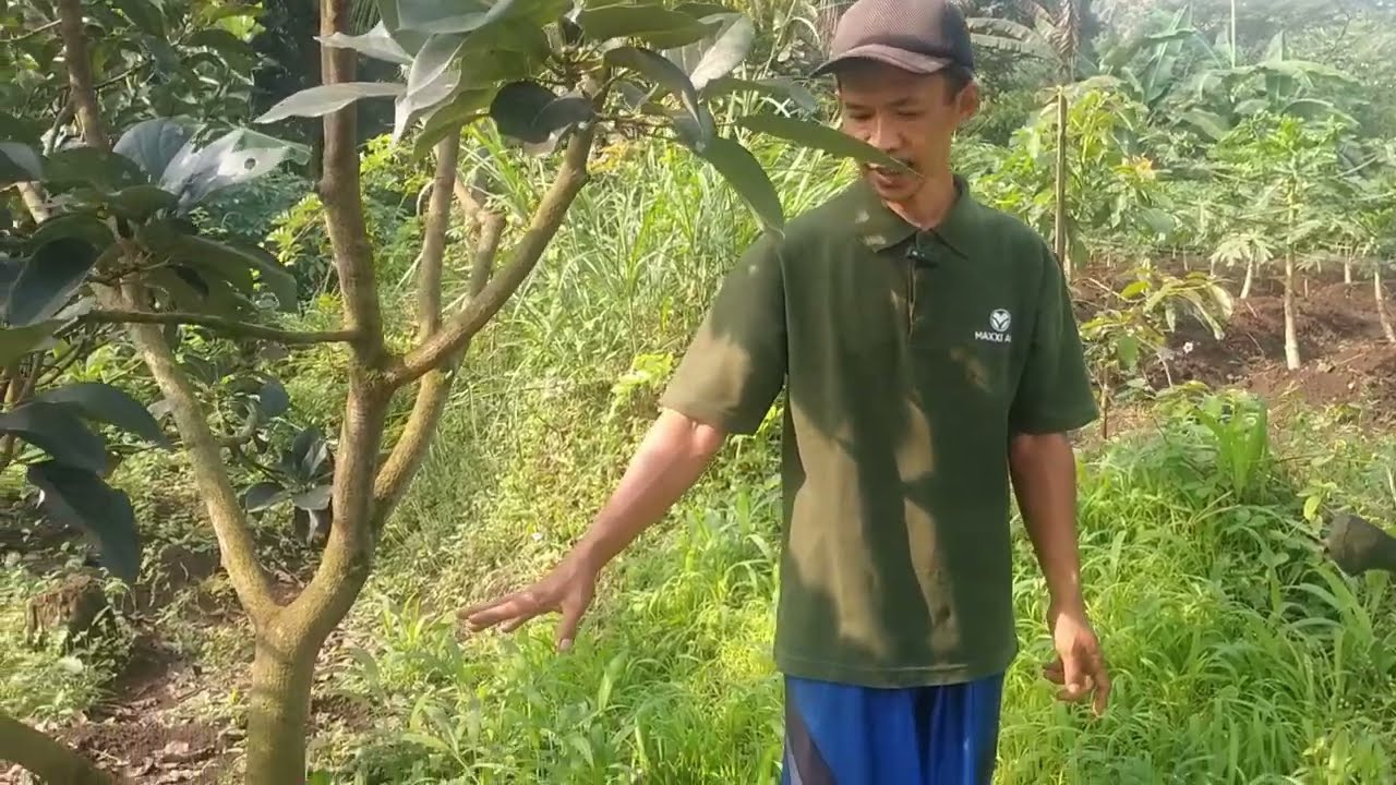 CARA MEMBESARKAN BATANG POHON ALPUKAT DI LAHAN