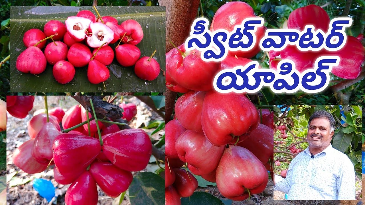 కొత్తరకం జంబో రెడ్ వాటర్ యాపిల్...||SAC NEWS||
