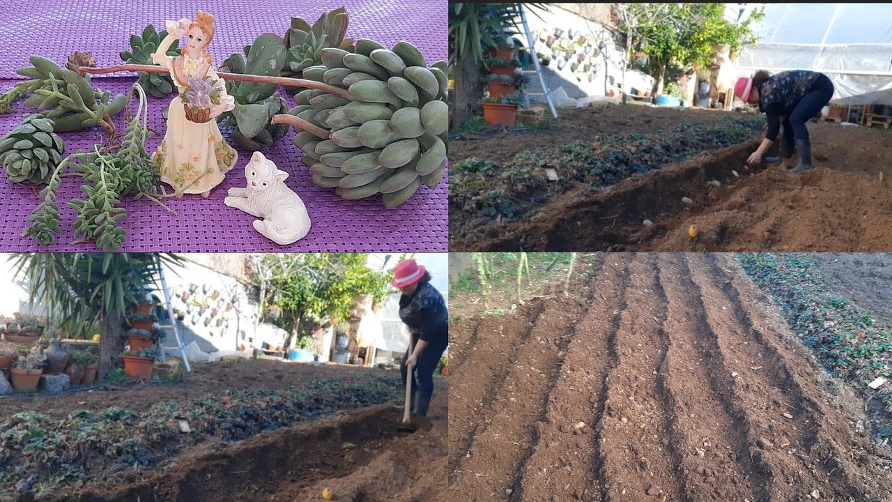 Como semear batatas à moda antiga na aldeia,recebi uma caixa com novas mudinhas de suculentas🪴