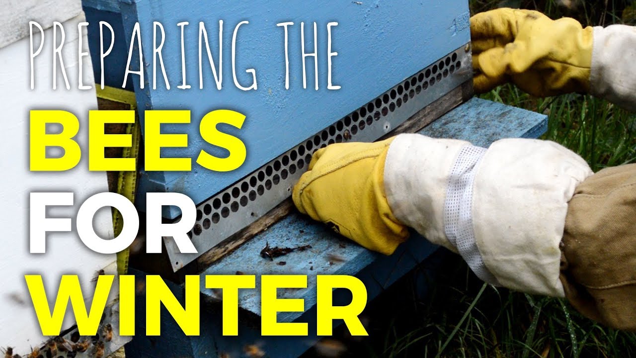 Preparing the Honeybees for Winter