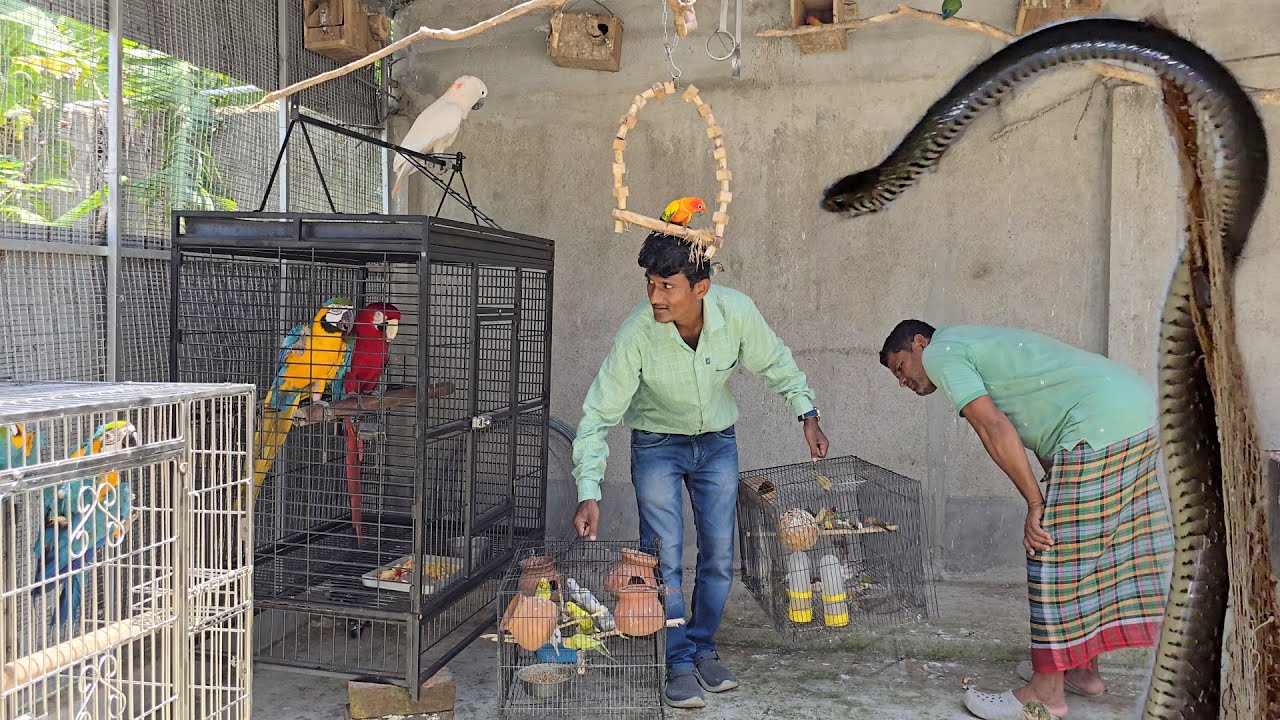 Parrots From Breeding Cages Were Put Into Small Cages Because Of Snakes.