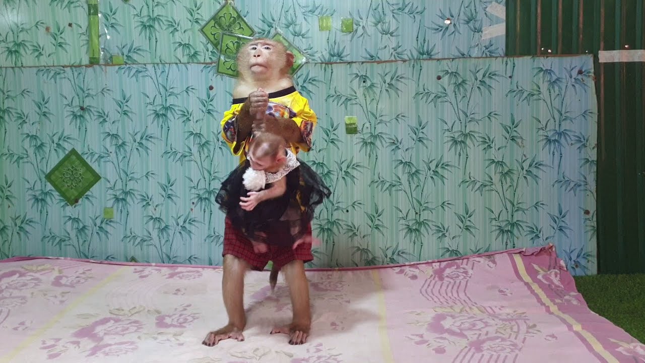 Little baby monkey Yoya not let brother Yoko holding