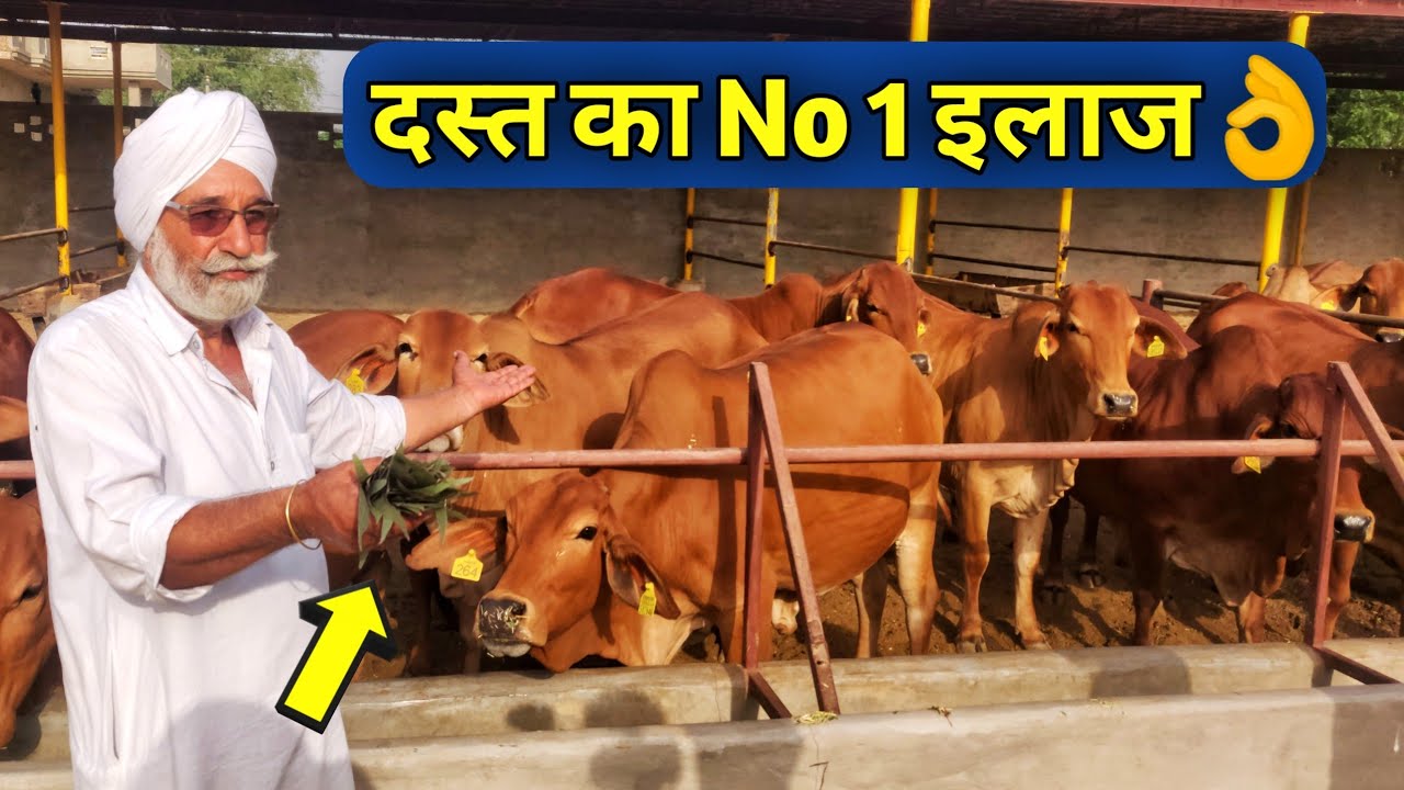 पशुओं की दस्त का देसी इलाज|Loose Motion Homemade Treatment for cattle(Hindi English)