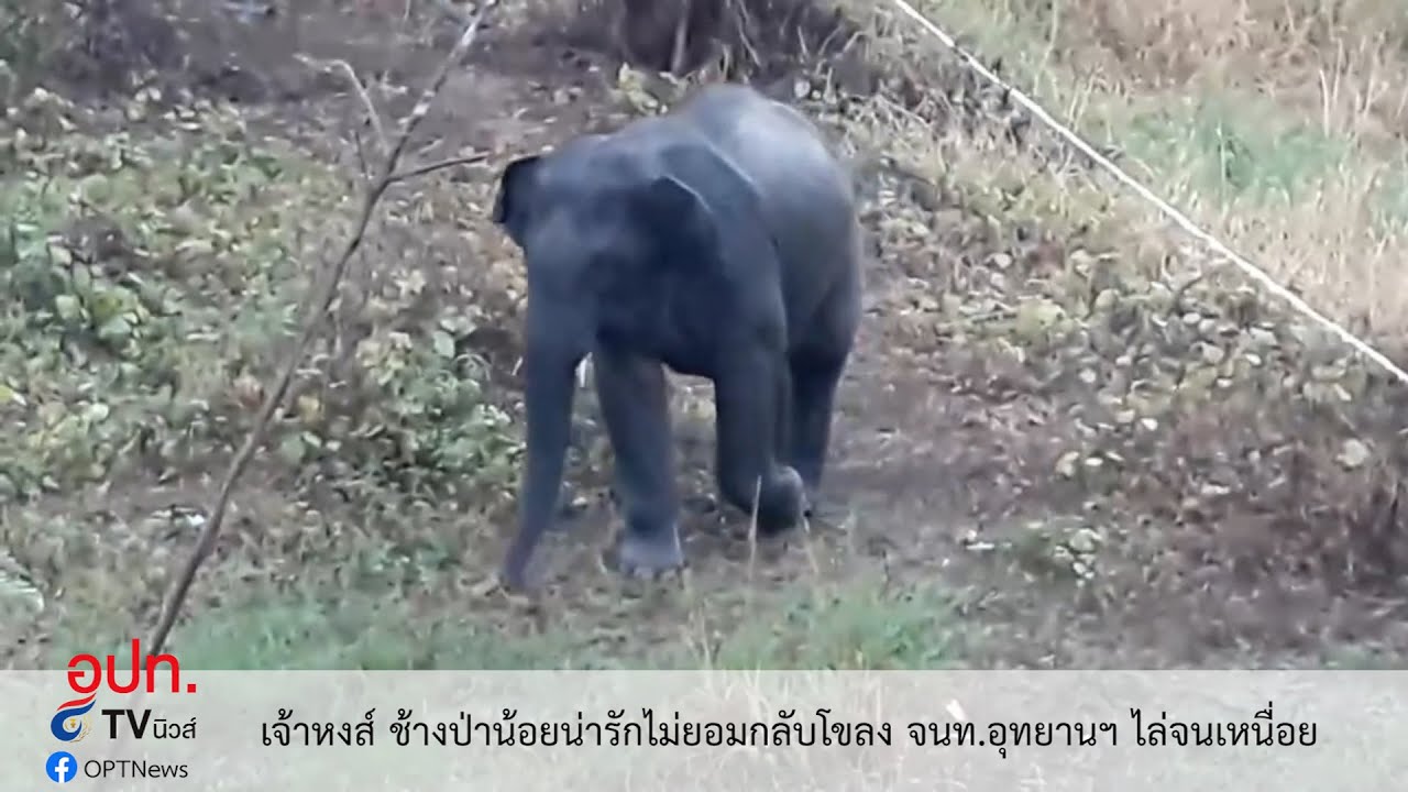 เจ้าหงส์ ช้างป่าน้อยน่ารักไม่ยอมกลับโขลง จนท.อุทยานฯ ไล่จนเหนื่อย