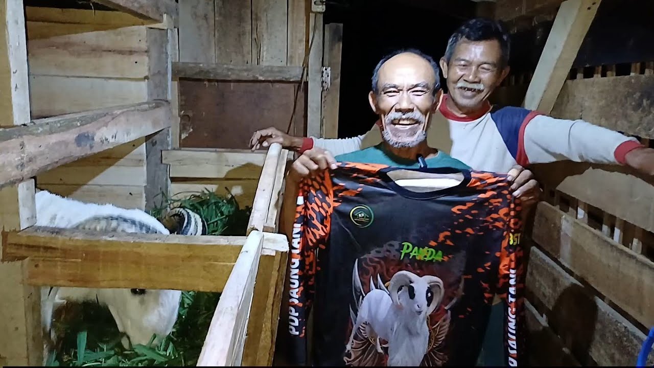 ORANG TUA SUKSES TERNAK DOMBA DI BANJARAN BANDUNG