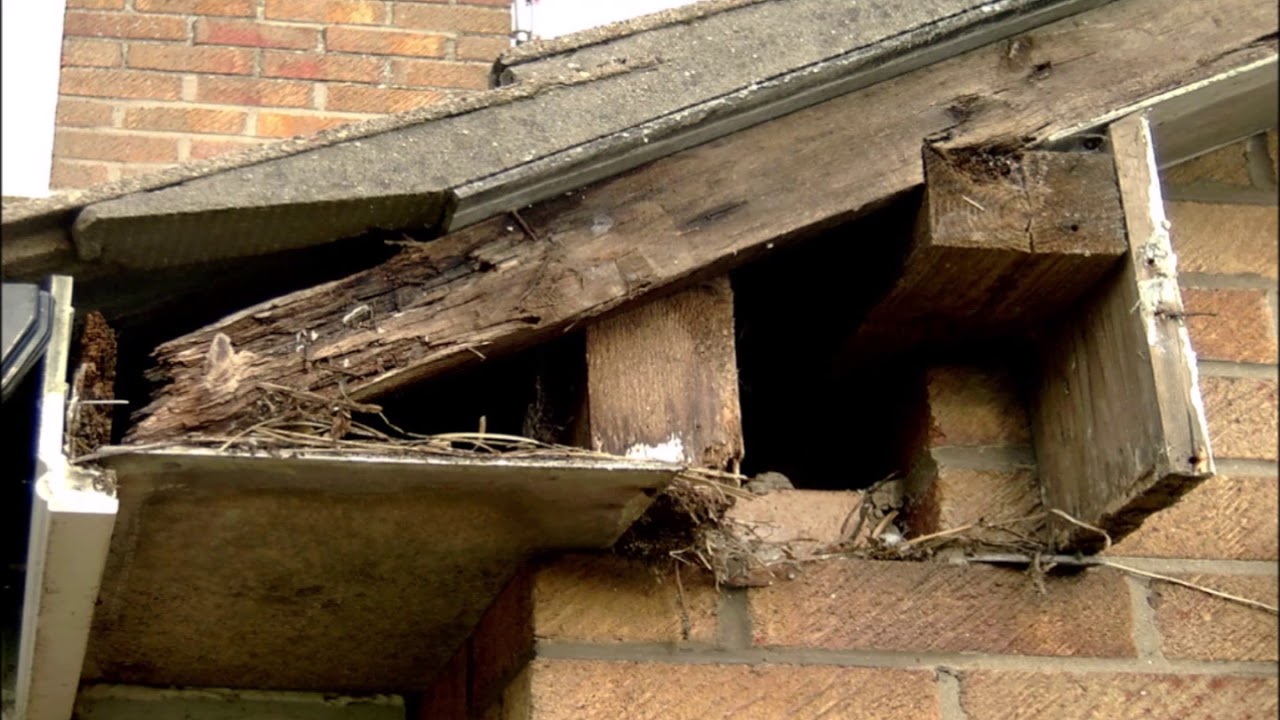Eaves Protection - Roof Repairs in Bristol, Bath & North Somerset