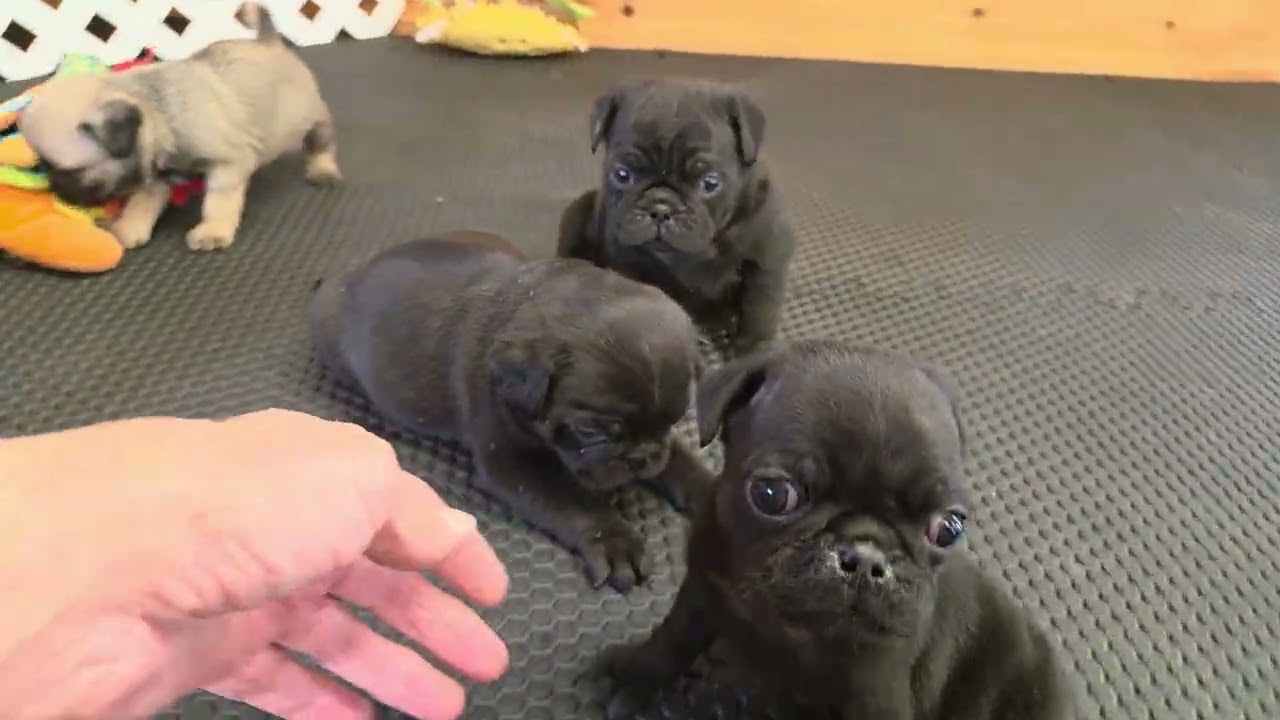 Zuma's 6 week old litter. 