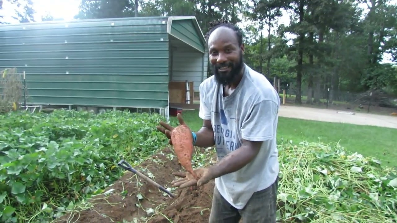 Sweet Potato Harvest!