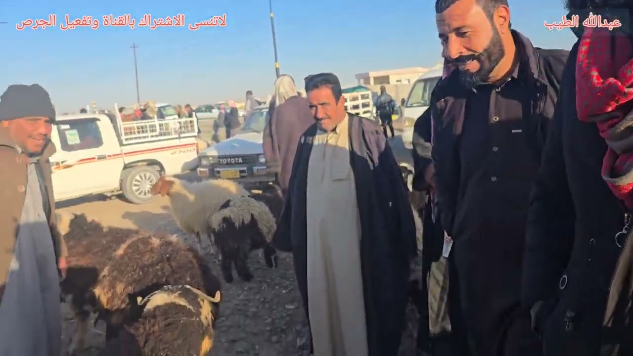 سوق مواشي صلاح الدين قضاء الشرقاط ناحية اشور 2024/12/14 #مواشي #عبدالله_الطيب #اغنام #الشرقاط #نعاج
