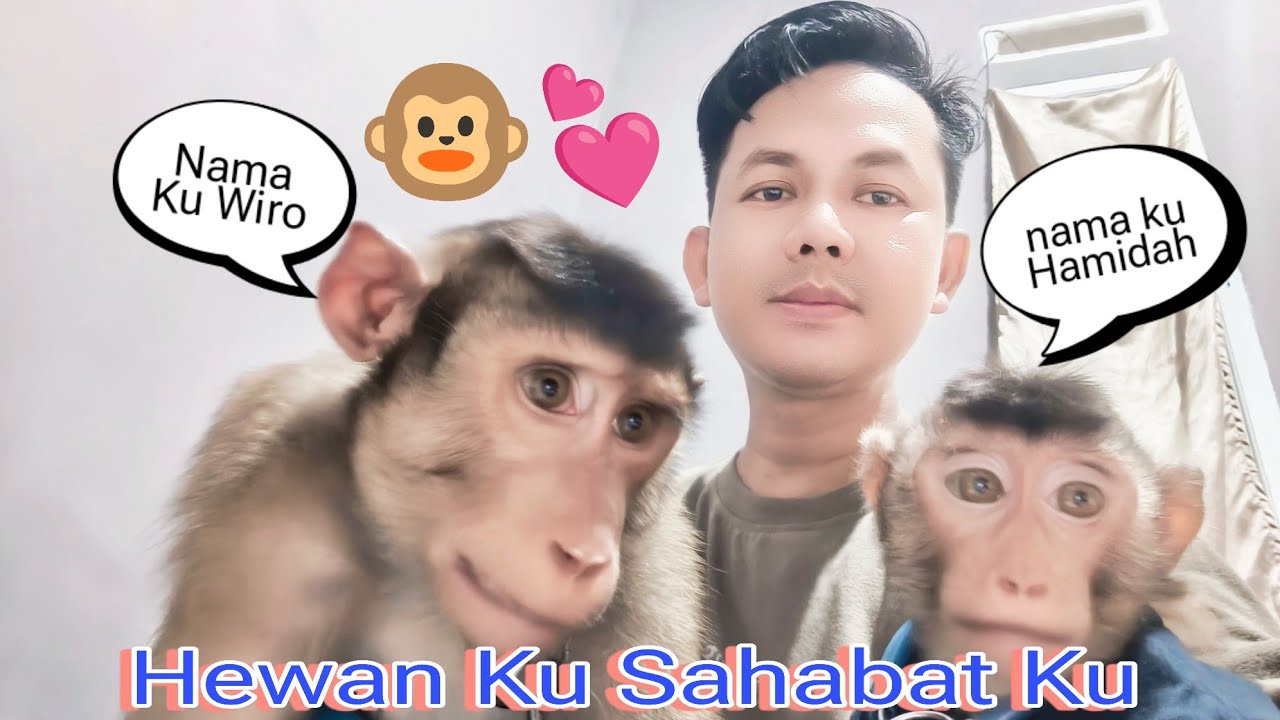 Video pertama tentang hewan primata yang aku sayangi 🐒💕 #beruk #monyet #monpai #primata