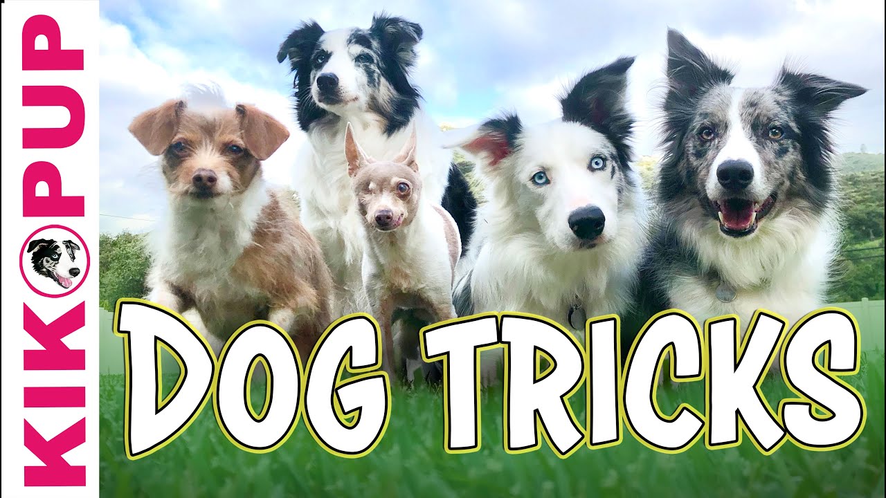 Favorite Dog Tricks Compilation