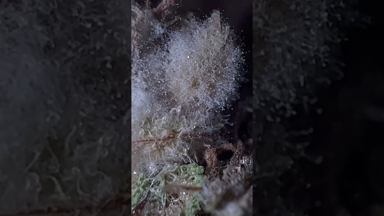 This is what mold on weed looks like #moldygreen