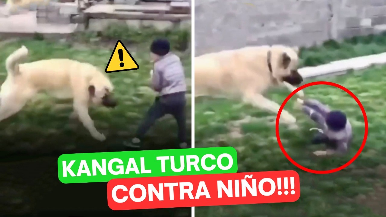 Un NIÑO contra un KANGAL TURCO ⚠️ - ¿Es una ADVERTENCIA? 