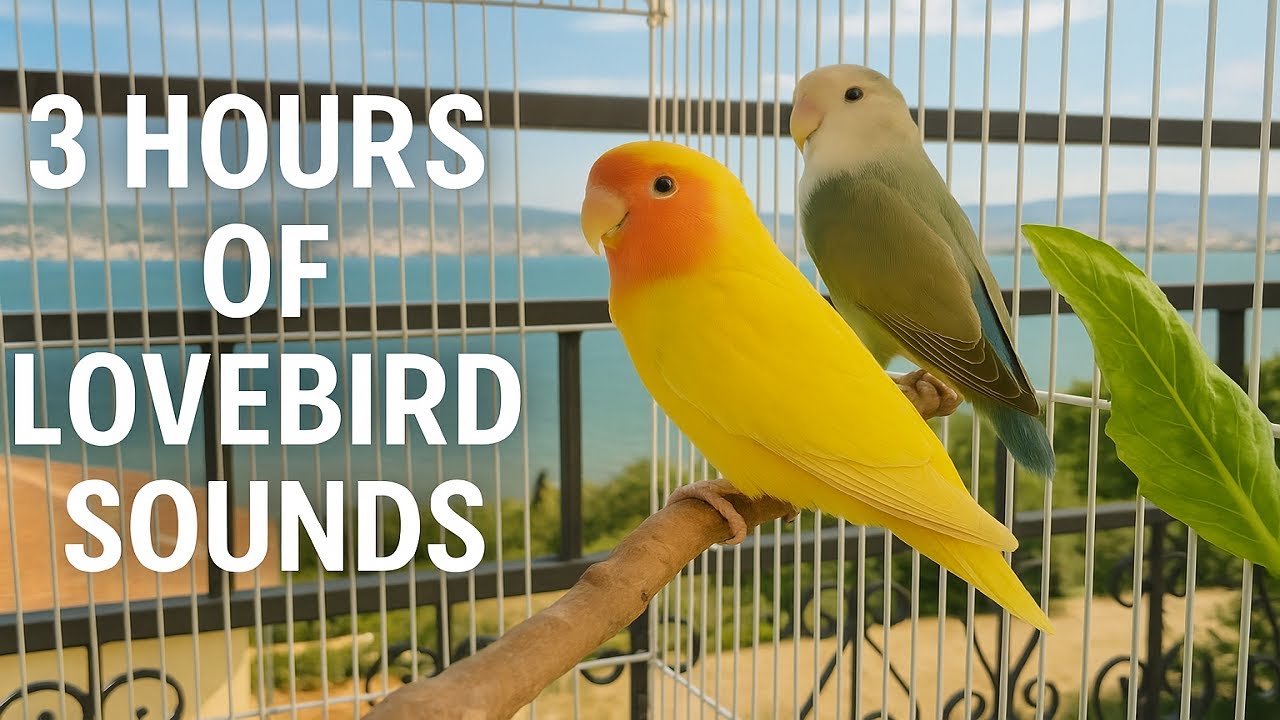 3 Hours of Lovebird Sounds &ndash; Peach Faced & Lutino Chirping