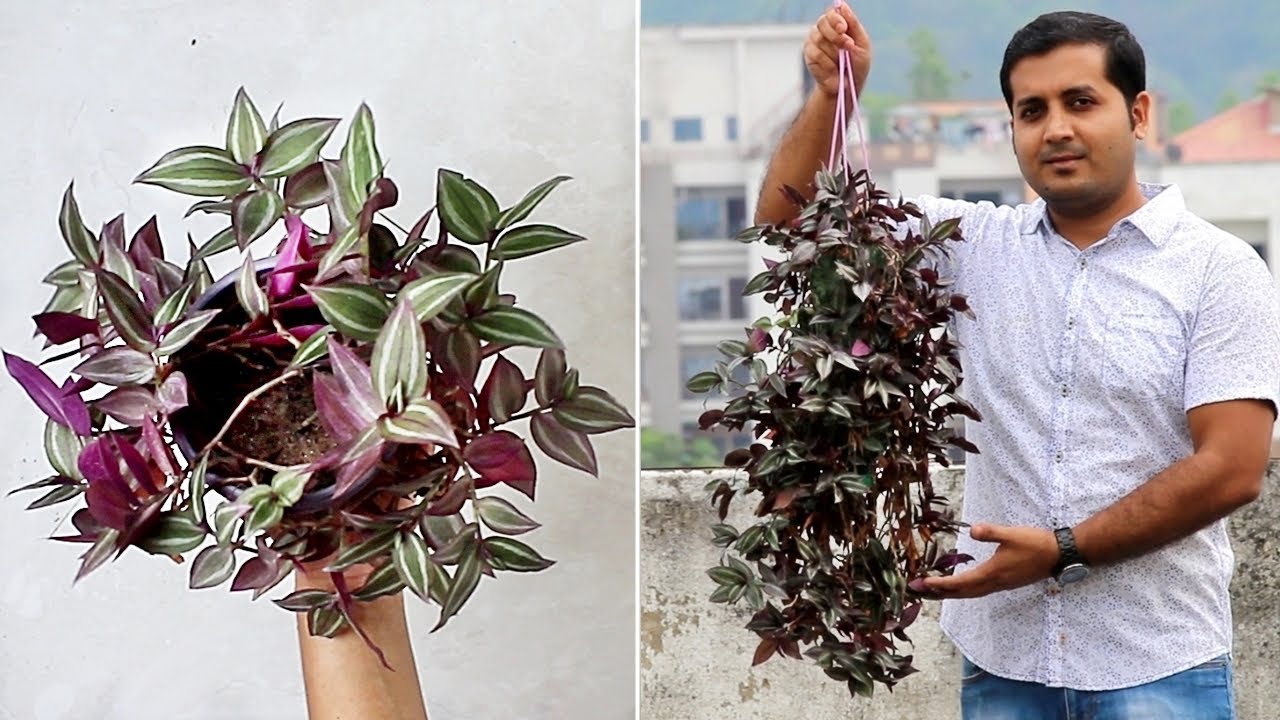 BEST Eye Catching Plant for Hanging Basket - Wandering Jew