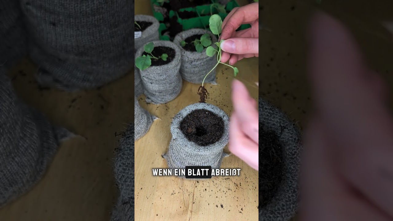 Niemals Jungpflanzen SO anfassen! #Garten #gartentipps #pflanzentipps #gem&uuml;seanbau #anzucht
