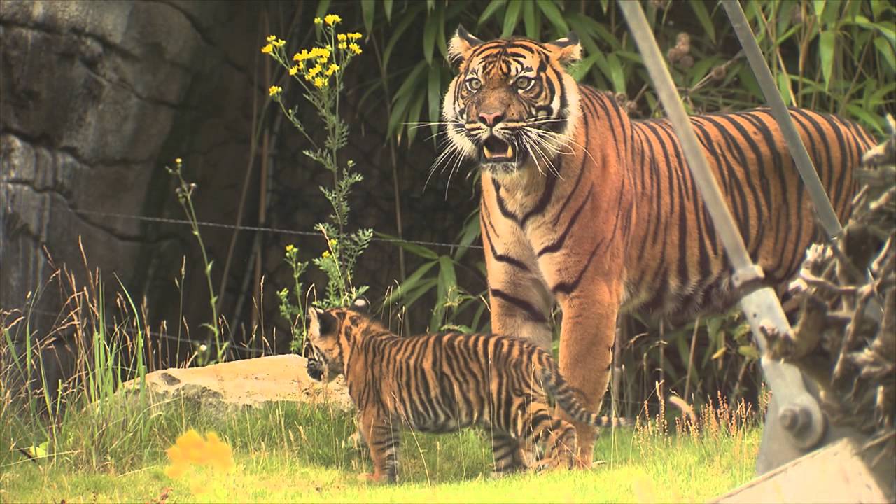 Geboorte tijgertweeling 2013 | Burgers' Zoo Natuurlijk | Arnhem