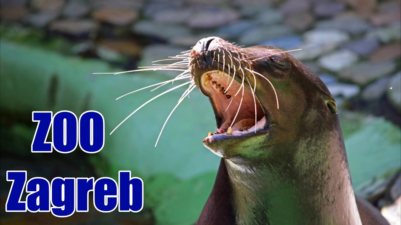 ZOO Zagreb // Zoološki vrt Zagreb / Kalifornijski morski lav ▶4K