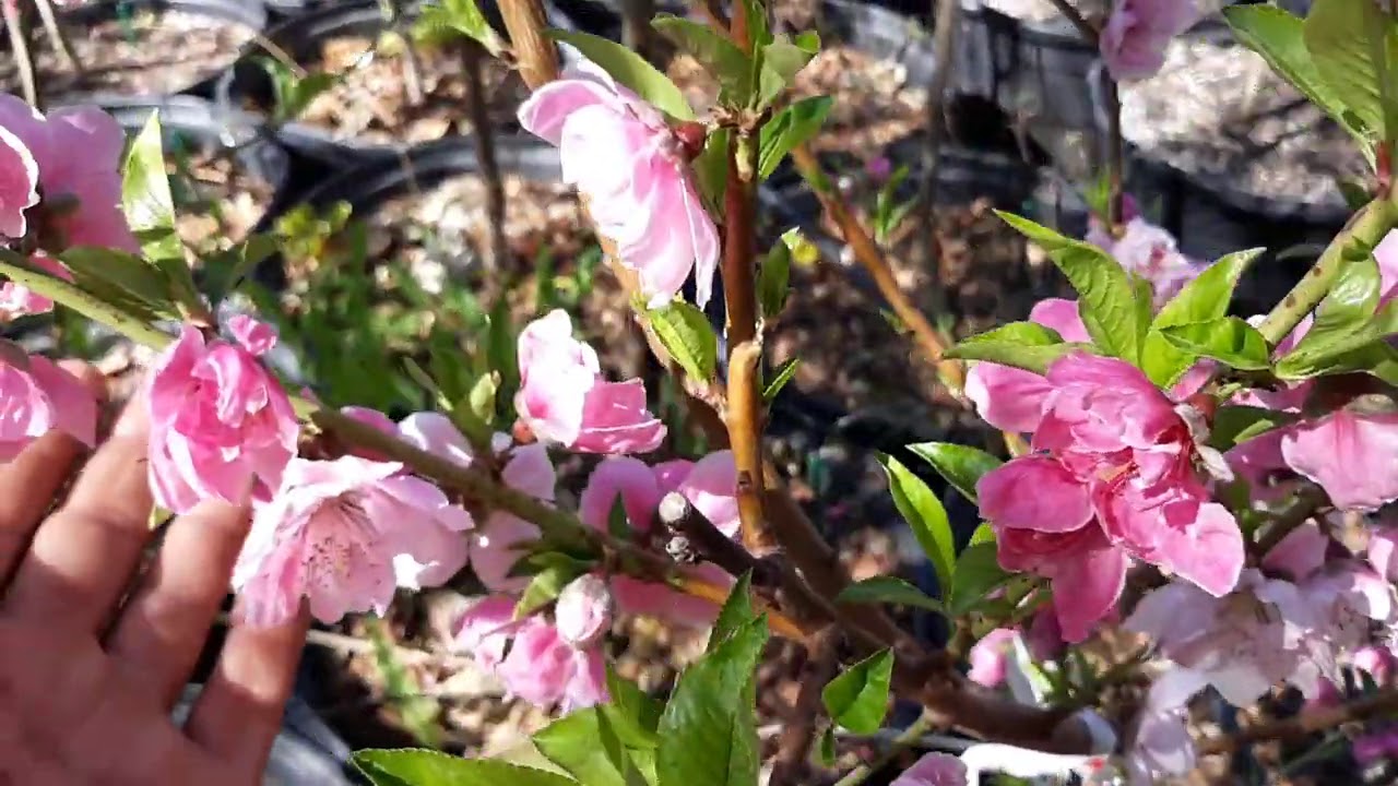 Early amber peach, May Pride Peach, Desert Delight nectarine, Long Beach peach! So many varieties!