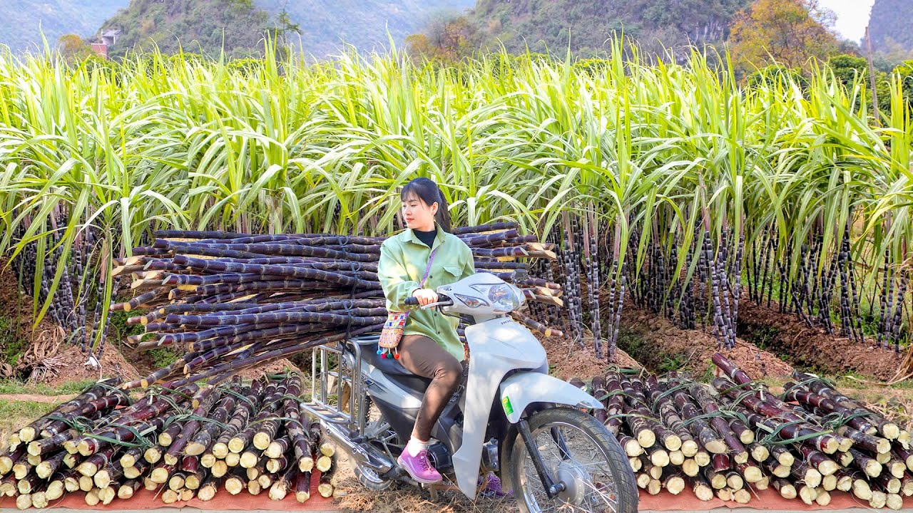 Use Motorbike To Harvesting Purple Sugarcane Goes To Countryside Market Sell. My Bushcraft / Nhất