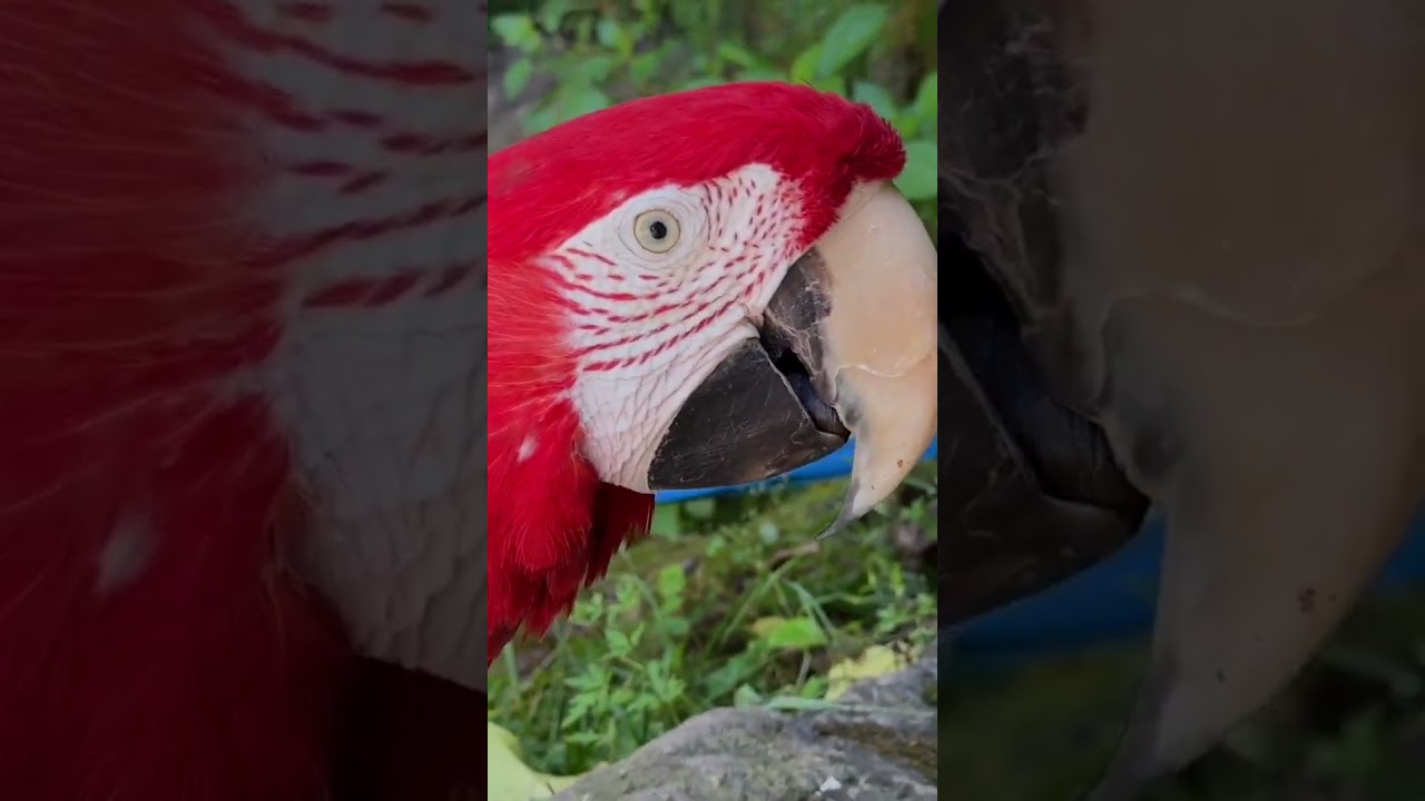 Som das araras. Espet&aacute;culo da natureza. #aves #birds #caturra #parrots #calopsita #animals