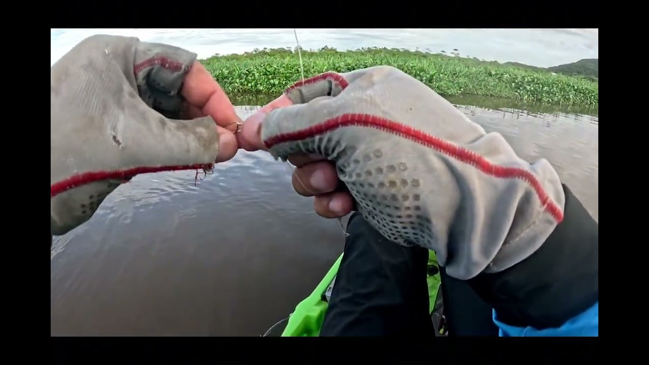 #caiaqueirosdeiguape#pesca#zanga#robaldo#pescaesportiva#peixenalinha#milhanautica#embuscadosrobalos