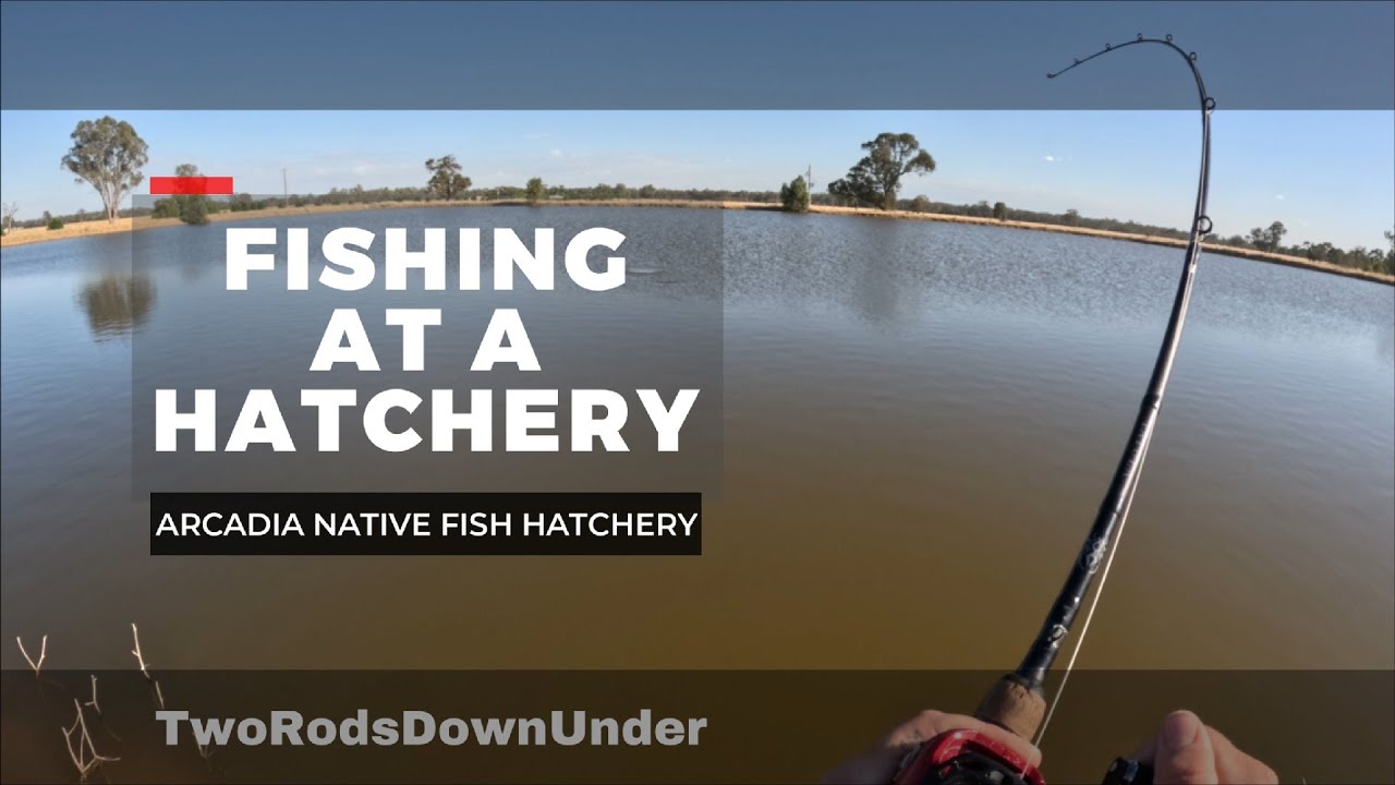 Arcadia Native Fish Hatchery - Slab of Gold Caught!