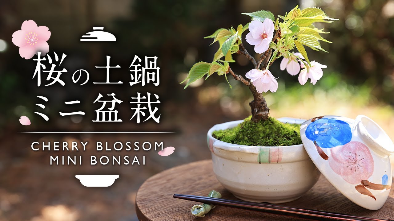 桜の土鍋ミニ盆栽作り【Bonsai diary 盆栽日記 4/23】初心者の簡単盆栽の作り方 やり方 さくら Cherry blossoms 苔 コケ 春 spring moss EOS R5