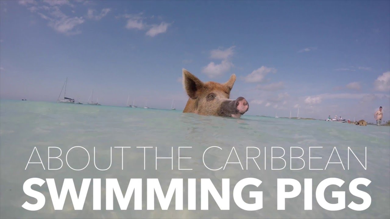 Pig Beach Isn’t Paradise for the Swimming Pigs