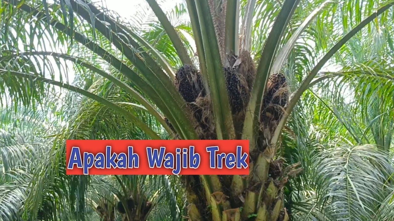 trek dalam kelapa sawit